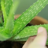 Versorg jou hare met aloe vera