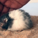 Je hamster in slegte doen