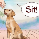 Je hond basiscommando se leer