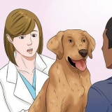 Je hond droogvoer laat eten