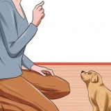 Je hond gehoorzaamheidsopleiding gee vir hy 10 weke oud is