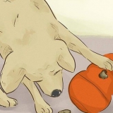 Je hond gelukkig hou