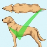 Je hond help af te vallen