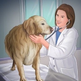Je hond help as ze bevallen is