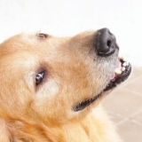 Je hond laat afkoelen