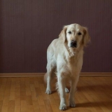 Je hond leer sit
