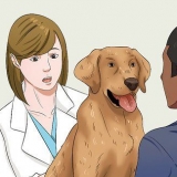 Je hond op dieet zetten
