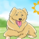 Je hond scheren