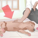 Je hond versorgen nadat hy gecastreerd is