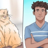 Je kat afleren te byten en te krabben