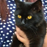 Je kat 'n tuigje omdoen