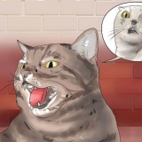 Je kat laat stop met blazen