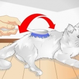 Je kat verwennen