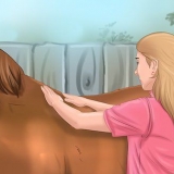 Je paard jou laat vertroue en respekteren