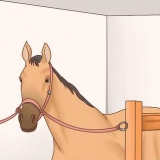 Je paard versorgen