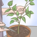 Snoei jou soetrissieplant