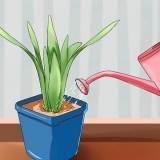 Water jou plante wanneer jy nie by die huis is nie