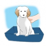 Je puppy sindelijk maak