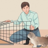 Je shih tzu-opleiding