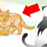 Juist omgaan met 'n aggressiewe kat