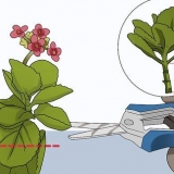 Kweek kalanchoe