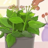 Snoei kalanchoe