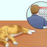 Katten help slapen as die bedtyd is