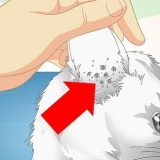 Katten op oormijt kontroleer