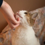 Katten opvoeden