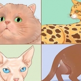 Kattenrassen herkennen