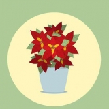 Versorging van poinsettias