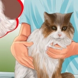 Knobbels op jy kat identifiseer