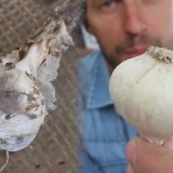 Knoflook vlechten
