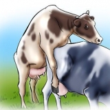 Koeien en vaarzen kunsmatig insemineren