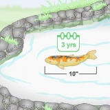 Koi kweken