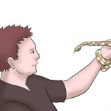 Koningspythons fokken
