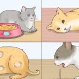 Koorts by katten verminderen