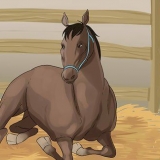 Kreupelheid by paarden behandel