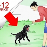 Labrador retrievers opleiding