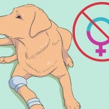 Labradors fokken