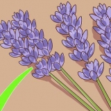 Snoei en oes van laventel