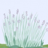 Snoei laventel