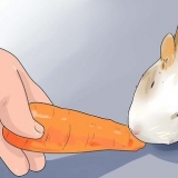 Lekkere snacks maak vir cavia's
