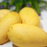 Mango's pasop