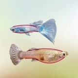 Mannelijke en vroulike guppy's identifiseer