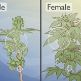 Onderskei manlike cannabisplante van vroulike plante