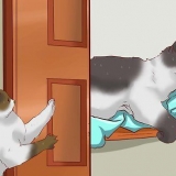 Meerdere katten laten samenleven