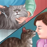 Muizenvallijm van 'n kattenpootje verwyder