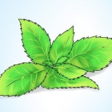 Kweek kruisement in 'n pot
