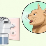 Omgaan met 'n krolse kat
